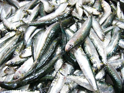 sardinhas